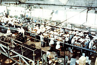 昭和４０年代食品加工工場内部